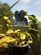 Botanical Plant Stakes PRE ORDER